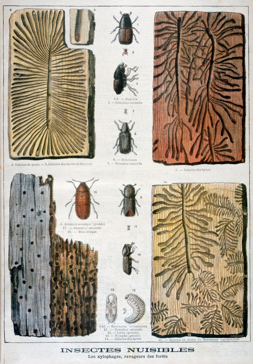Xylofágní hmyz, který ničí lesy, 1897 od Fortuné Méaulle