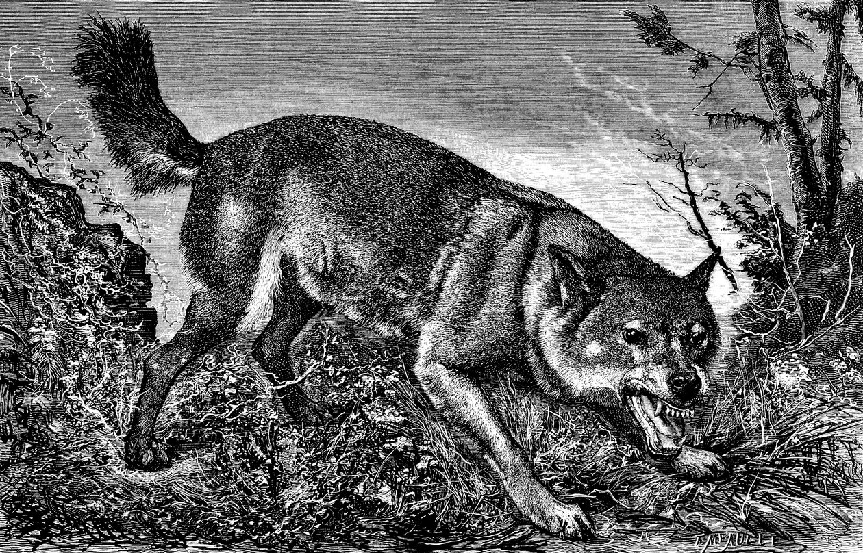 Vlk Feroce, rozzlobený, s vyceněnými zuby, ukazuje tesáky - Meaulleova rytina v "La chasse illustree" č. 27, 5. února 1870 - od Fortune Louis Meaulle