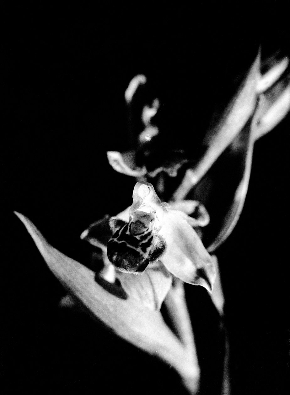 Divoká orchidej (č/b fotografie) od Fosco Maraini