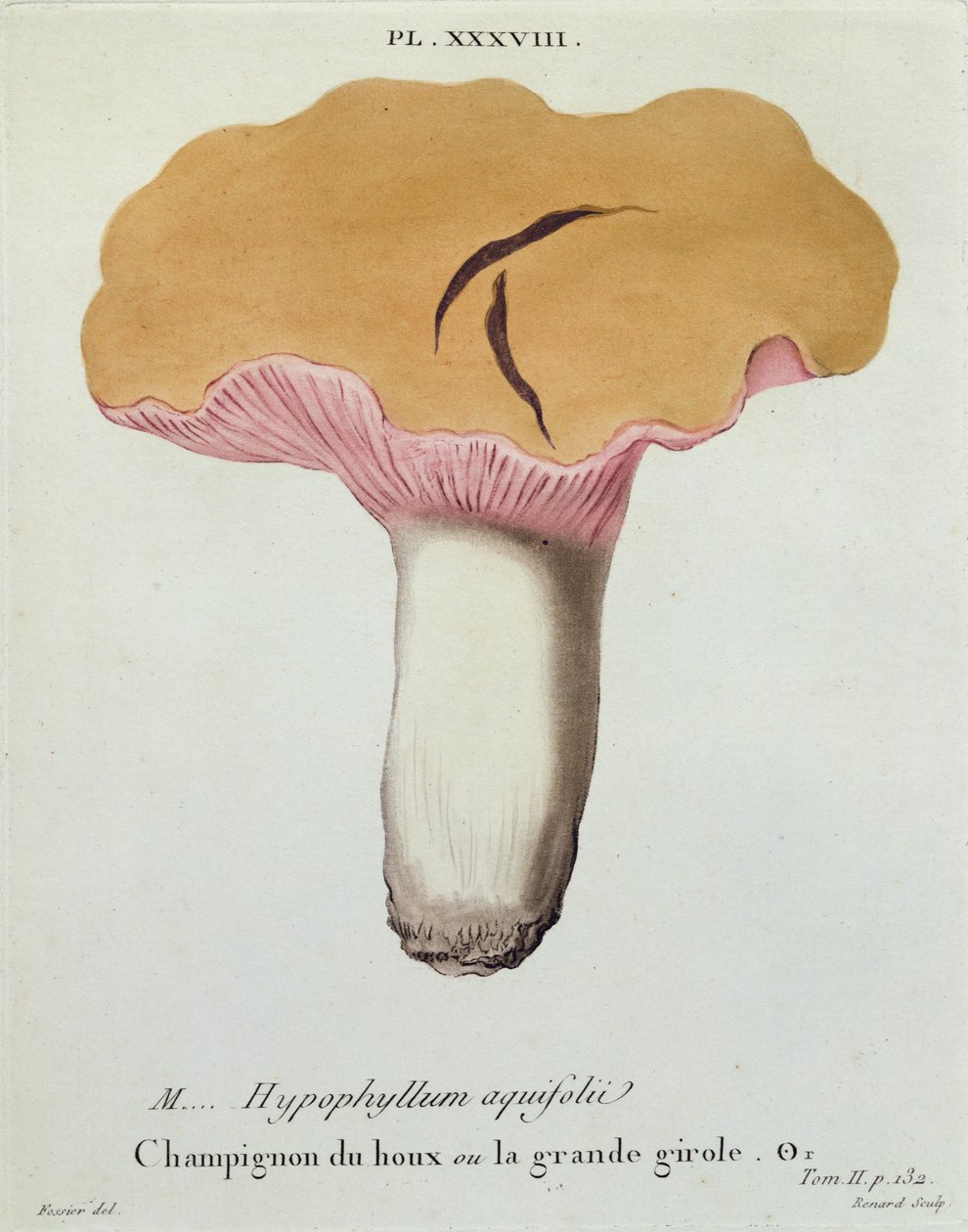 Hyprophyllum aquifolii, deska 38 z „Iconographie des Champignons de J. J. Paulet“ od J. H. Leveille, vyryto Renardem, 1855 od Fossier