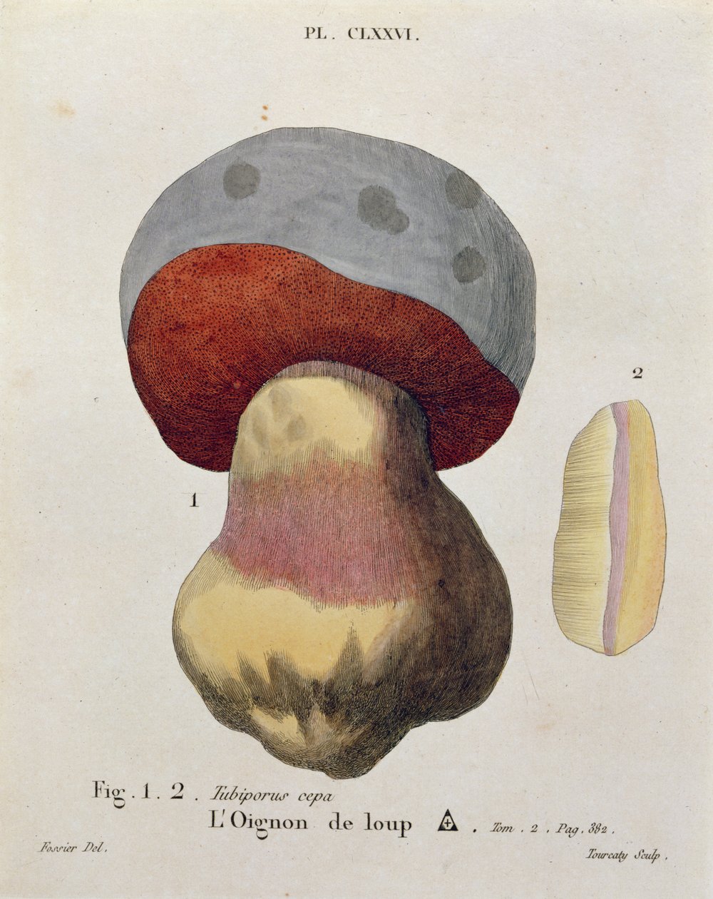 Tubiporus cepa, deska 176 z "Iconographie des Champignons de J.J. Paulet" od J. H. Leveille, vyryl Tourcaty, 1855 od Fossier