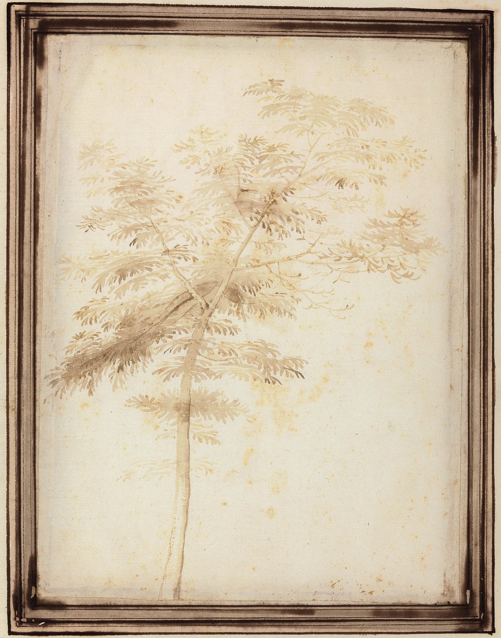 Studie stromu od Fra Bartolomeo