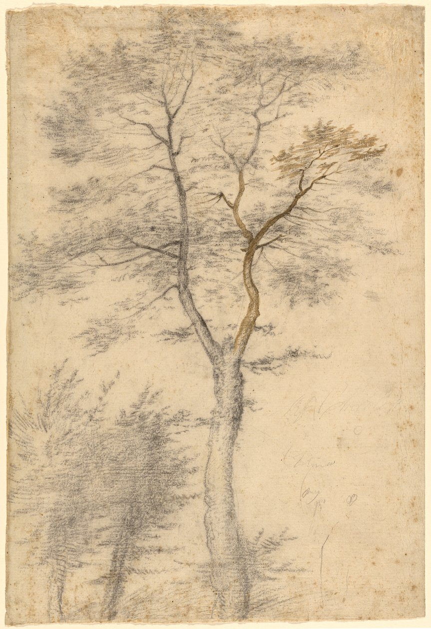 Tři studie o stromech od Fra Bartolommeo (Baccio della Porta)