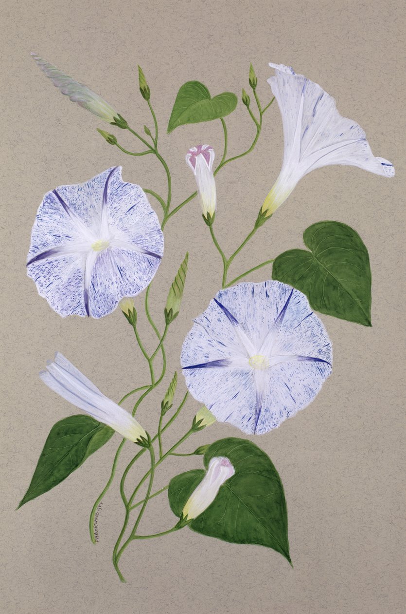 Convolvulus Cneorum od Frances Buckland