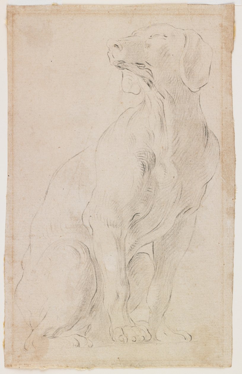 Sedící pes, 1710-15 (černá křída na papíře) od Francesco Solimena