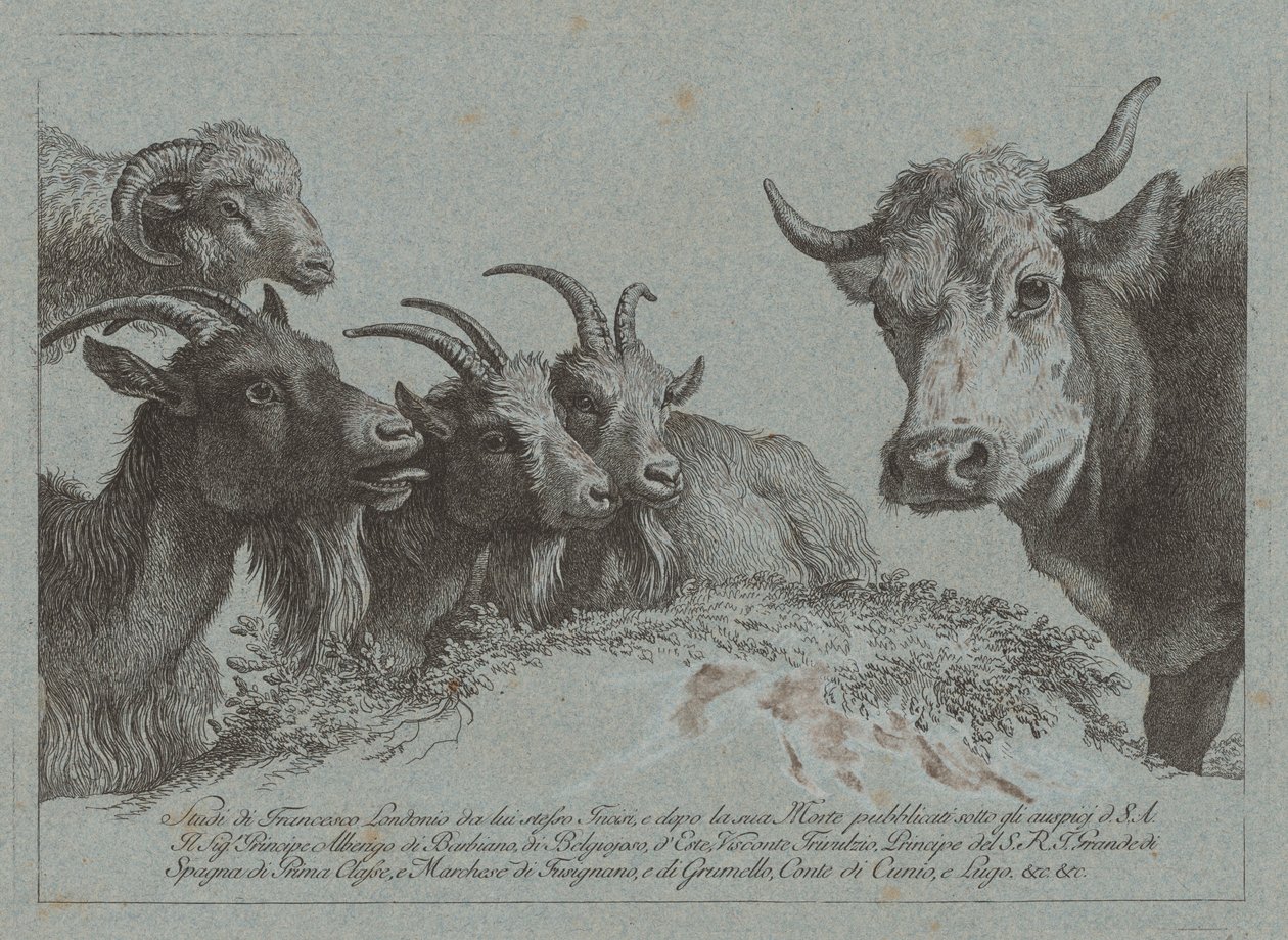 Studie o hlavách: Tři kozy, vůl a beran, vydaná cca. 1783. od Francesco Londonio