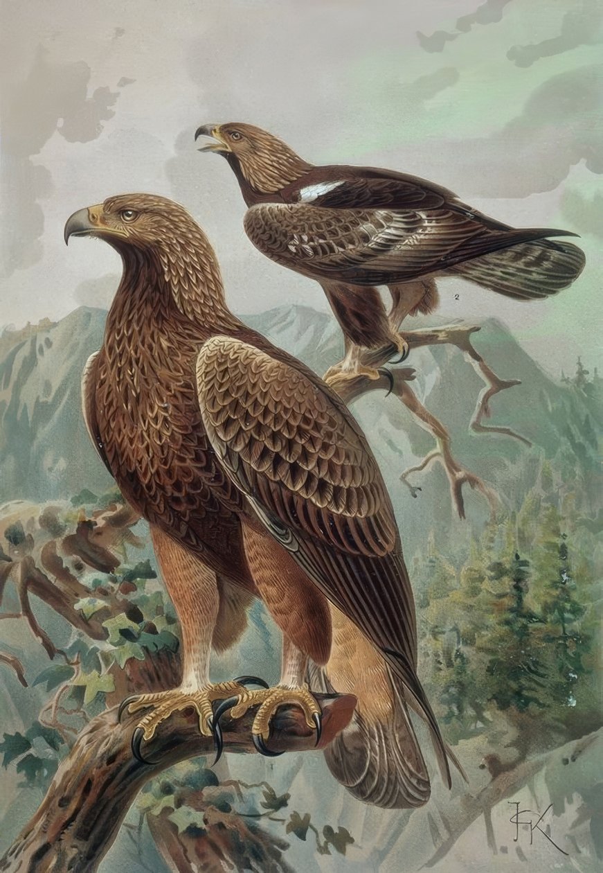 GRAVÍRKA-ZLATÝ OREL-DOSPĚLÝ SAMEC (1) A SAMICE (2) AQUYLA CHYSAETUS od Francia