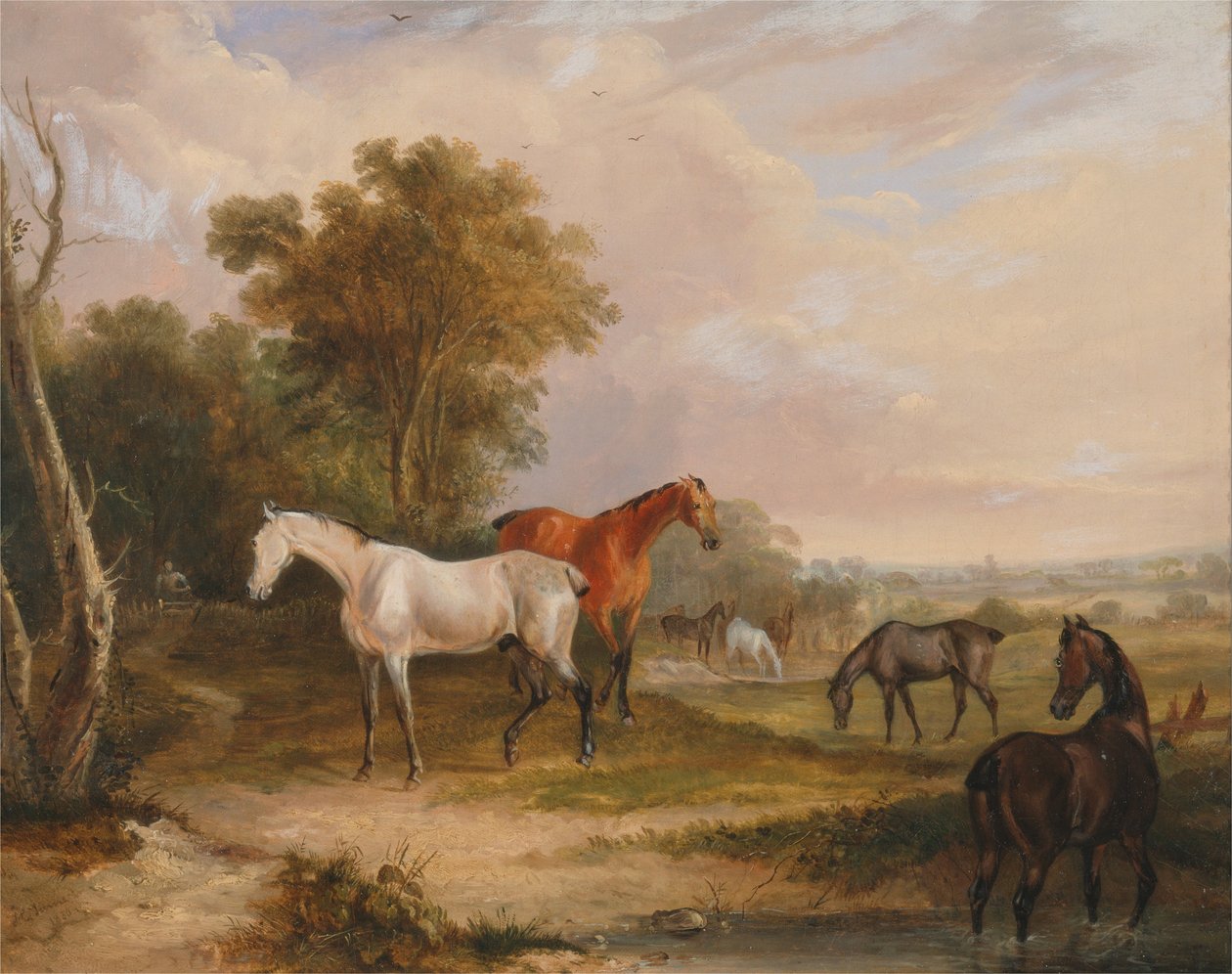 Pasoucí se koně- šedý hřebec pasoucí se s klisnami na louce od Francis Calcraft Turner