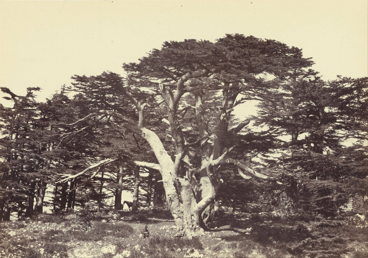 Největší z cedrů, Mount Lebanon od Francis Frith