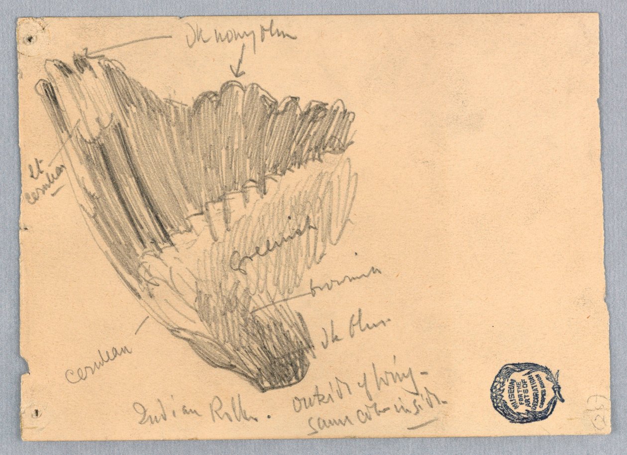 Náčrt křídla od Francis Augustus Lathrop