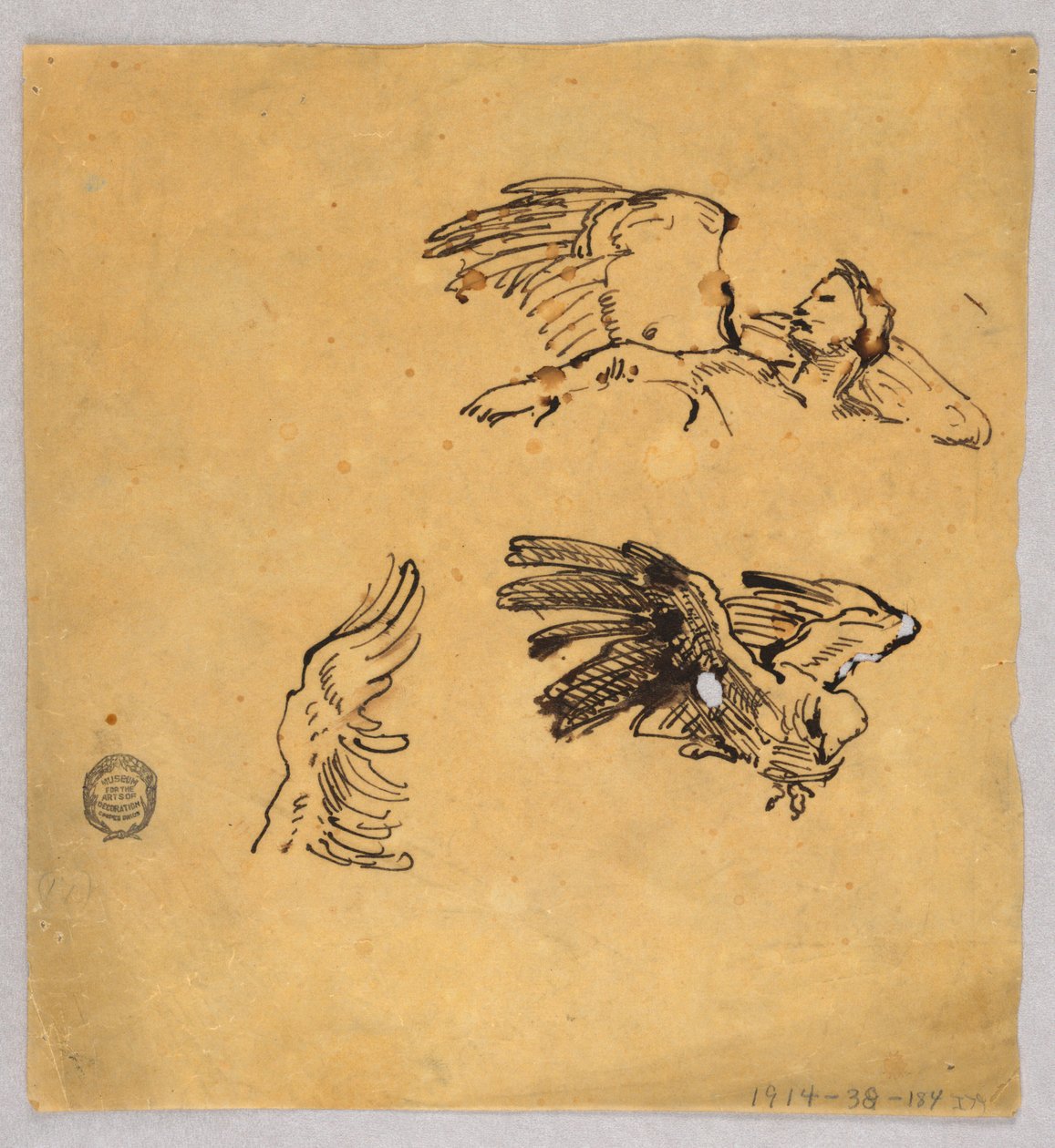 Studie křídel od Francis Augustus Lathrop