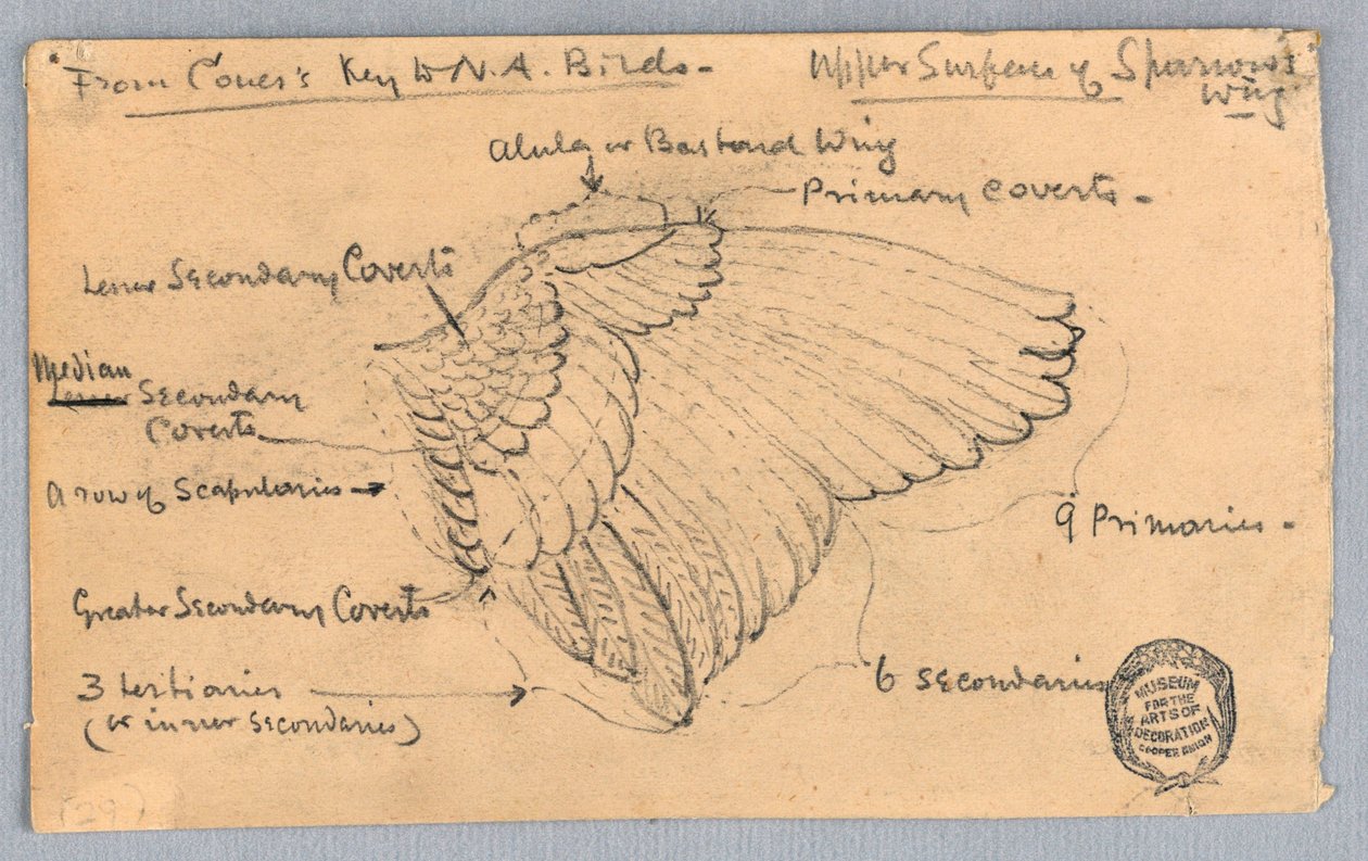 Studie vrabčího křídla od Francis Augustus Lathrop