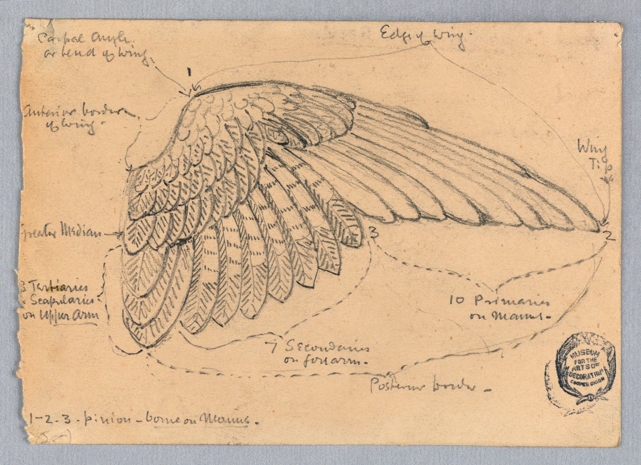 Studie křídla od Francis Augustus Lathrop