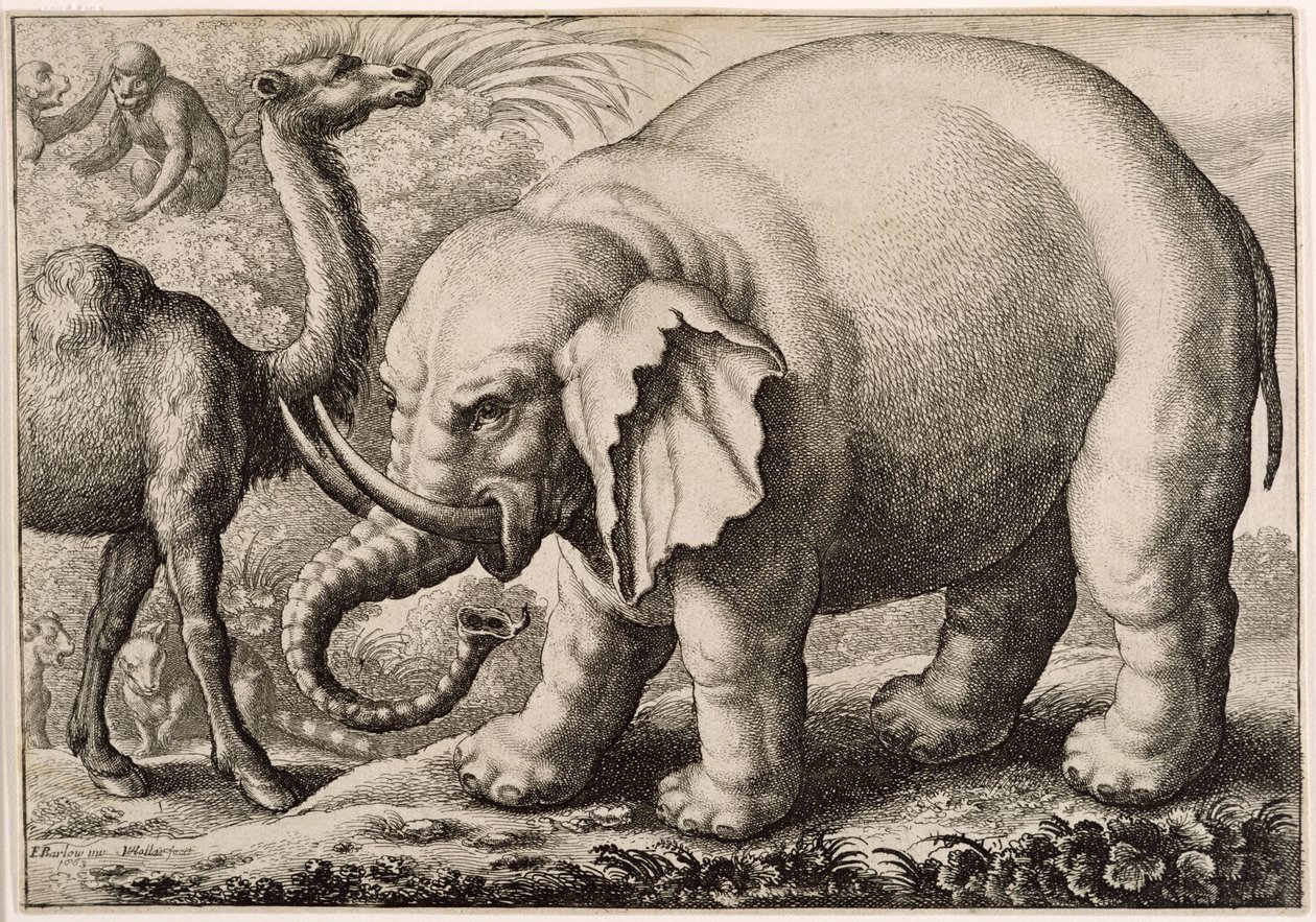 Slon a velbloud, vyryl Václav Hollar (1607-77) 1663 od Francis Barlow