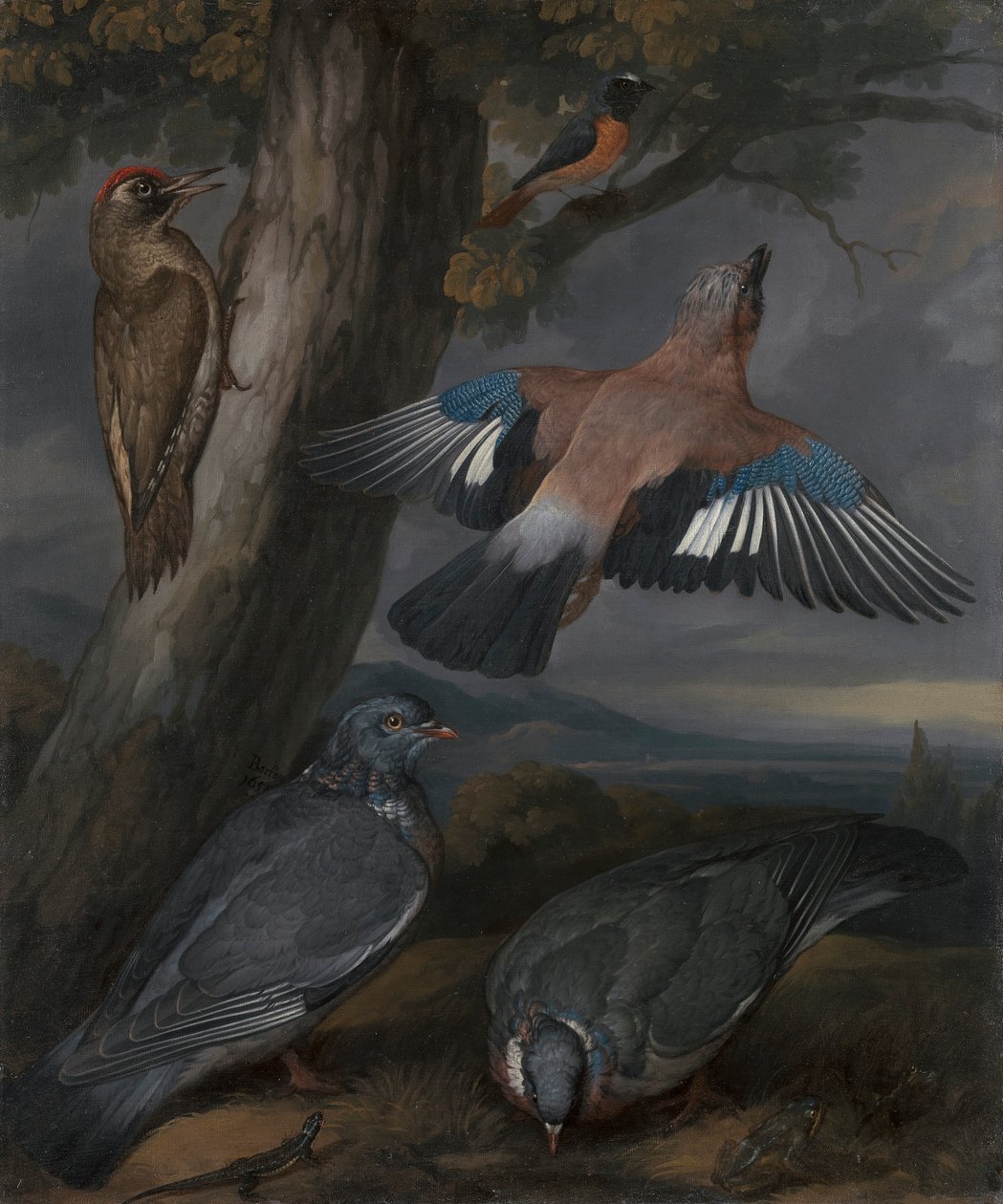 Jay, Green Goodpecker, Holubi a Redstart od Francis Barlow