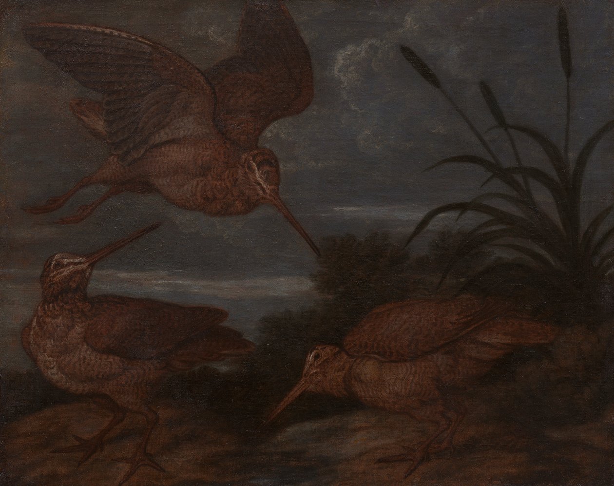 Woodcock v soumraku od Francis Barlow