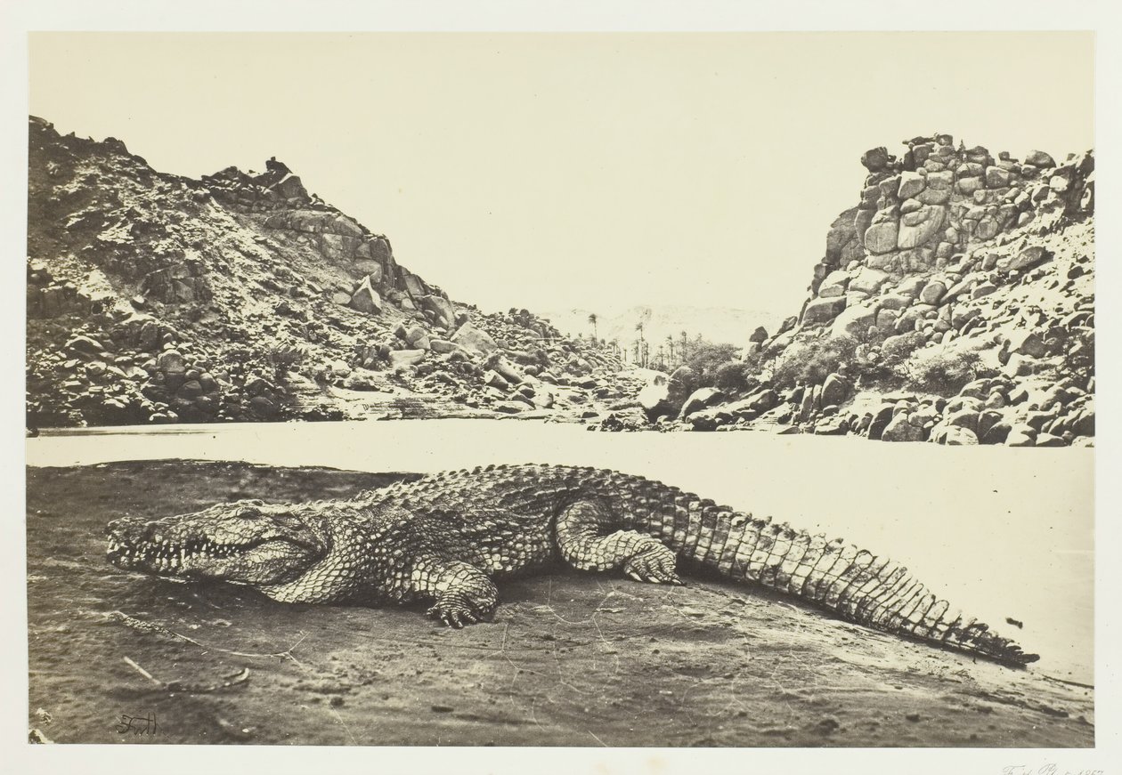 Krokodýl na písečném břehu, 1857. od Francis Frith