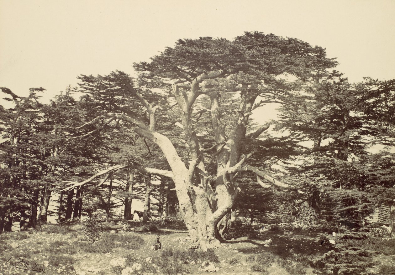 Největší z cedrů, Mount Libanon, 1857. od Francis Frith