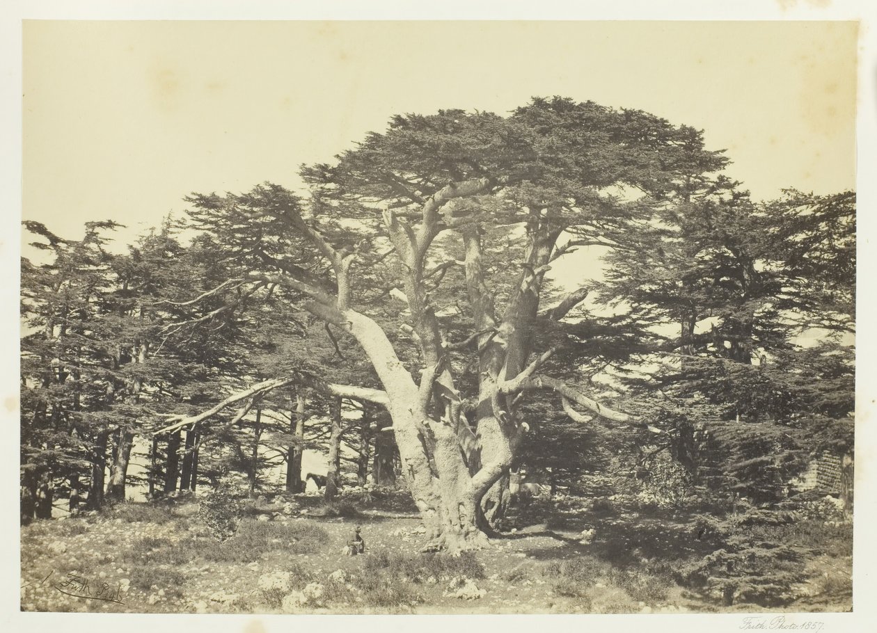 Největší z cedrů, Mount Libanon, 1857. od Francis Frith