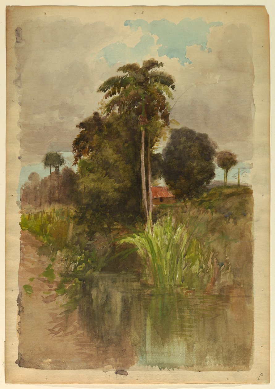 Studium palem od Francis Hopkinson Smith