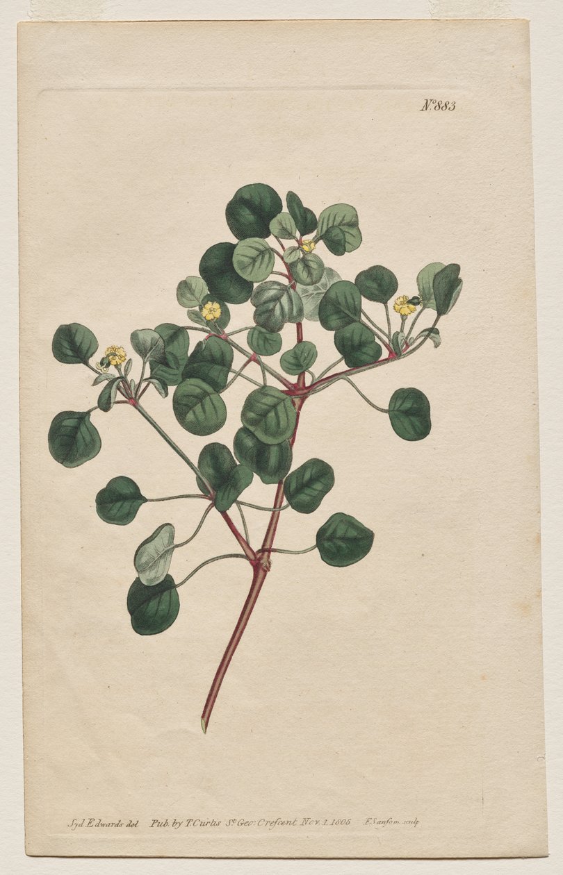 Botanický časopis nebo Květná zahrada Zobrazeno: Talíř 883, Euphorbia Petiolaris. Long-Stalled Spurge od Francis Sansom