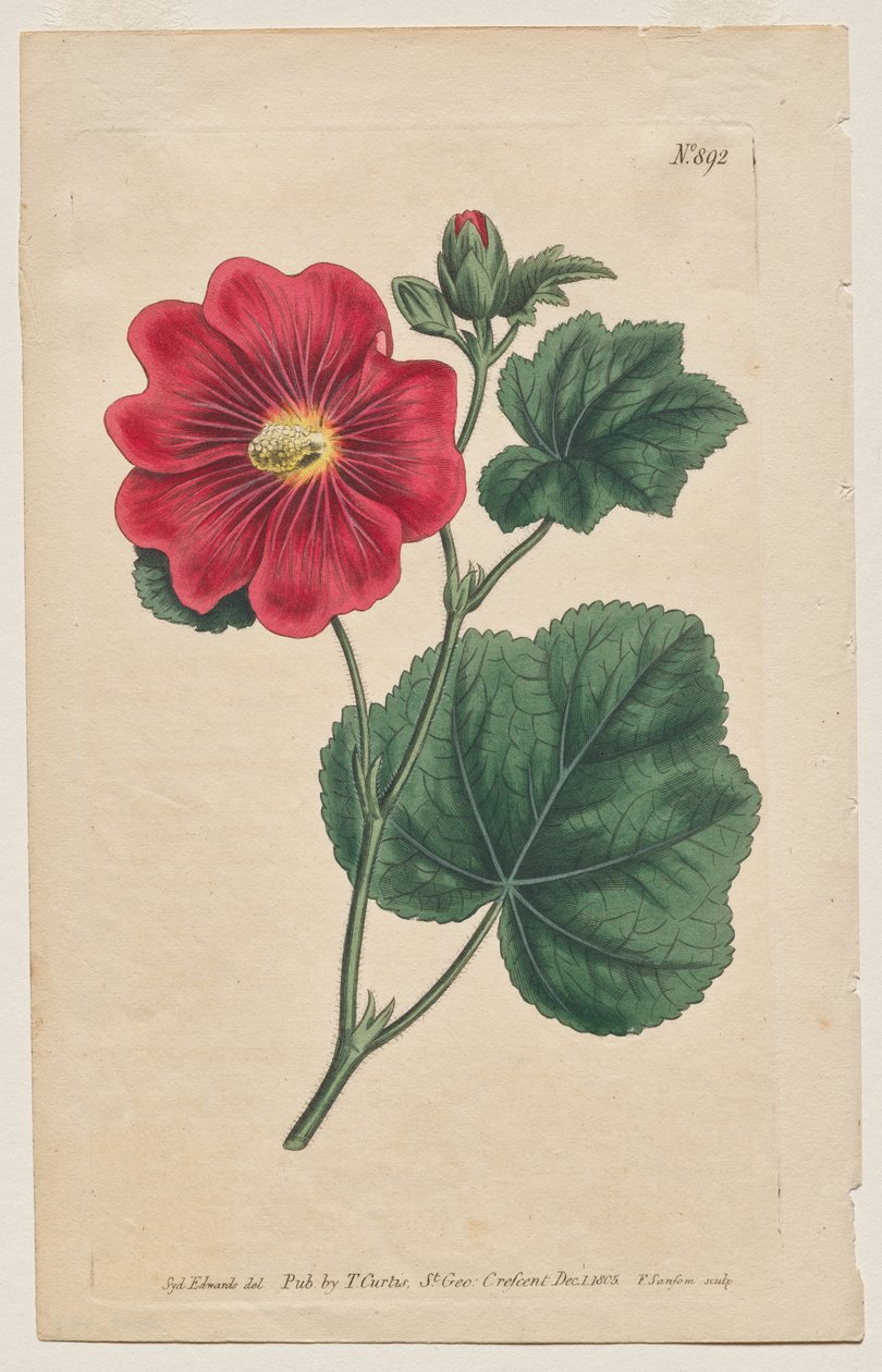 Botanický časopis nebo květinová zahrada Zobrazeno: Talíř 892, Althaea Flexuosa. Seringapatam A Hollyhock . [Althea rosea] od Francis Sansom