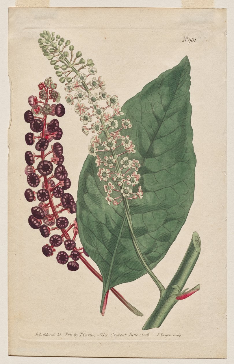 Botanický časopis nebo květinová zahrada Zobrazeno: Plate 931, Phytolacca Decandra. Virginský Poke. [Phytolaca Americana] od Francis Sansom