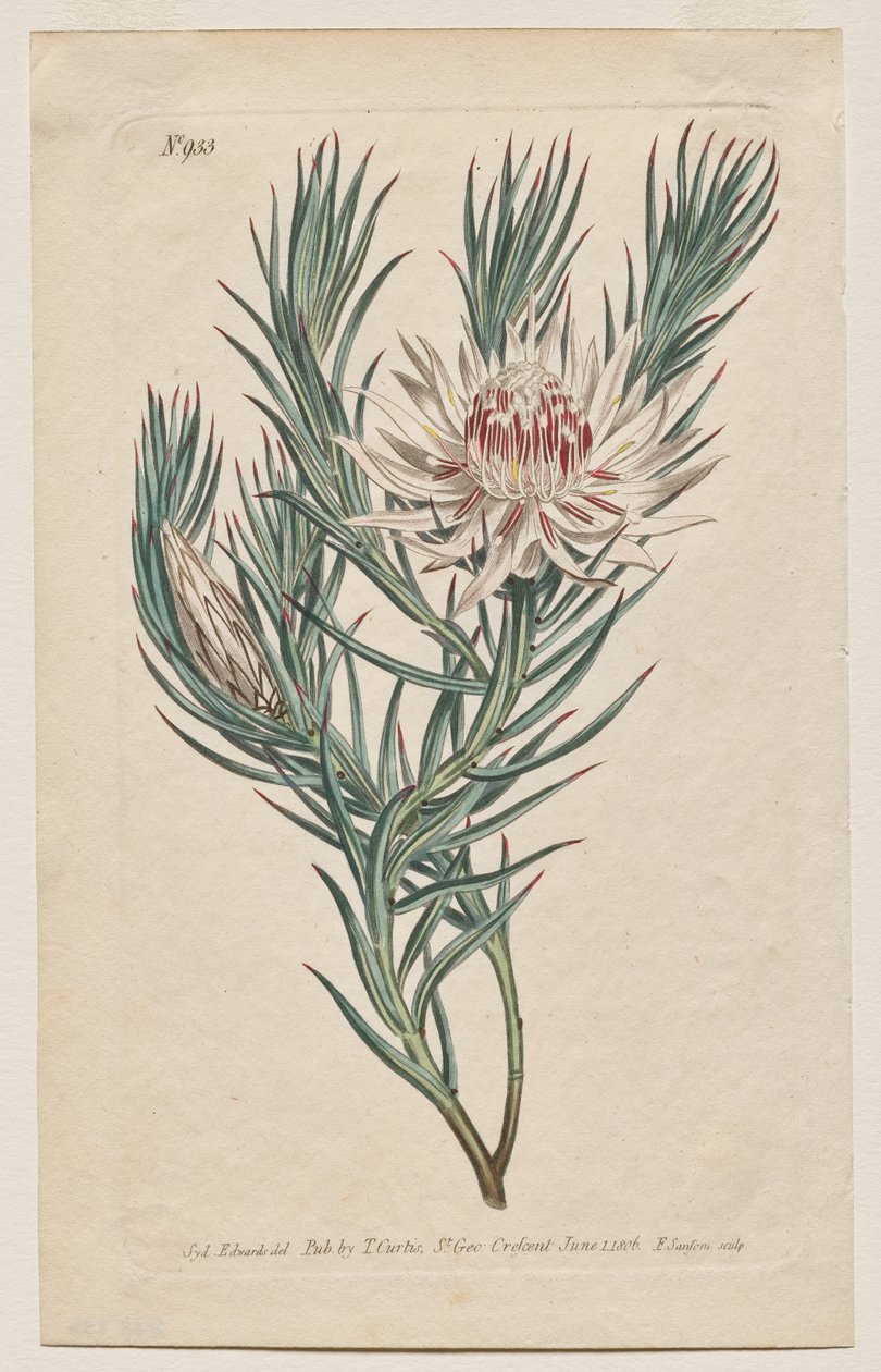 Botanický časopis nebo Květná zahrada Zobrazeno: Talíř 933, Protea mucronifolia. Protea z dýkových listů. [Protea odorata] od Francis Sansom
