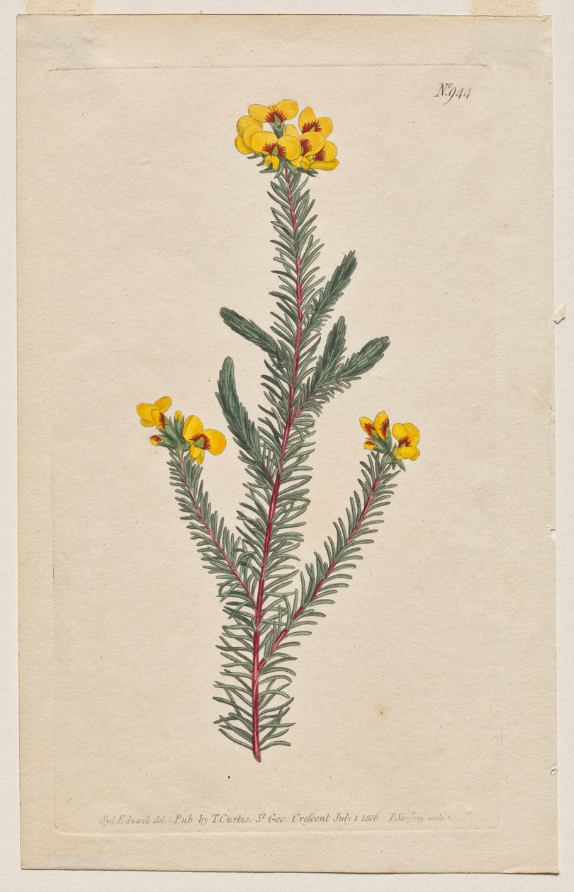 Botanický časopis nebo květinová zahrada Zobrazeno: Plate 944, Dillwynia glaberrima. Dillwynnia hladkolistá. [Dillwynia ericifolia gaberrima] od Francis Sansom
