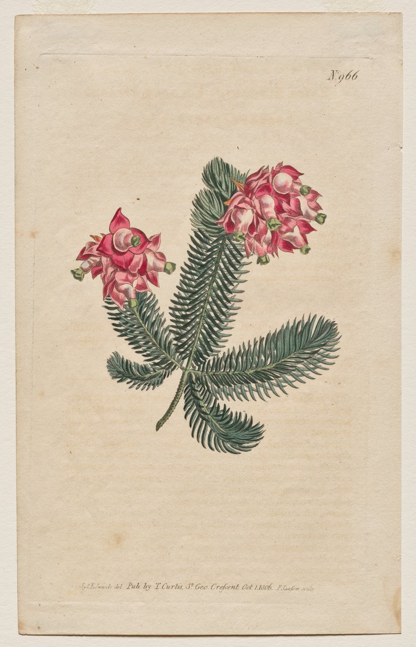 Botanický časopis nebo květinová zahrada Zobrazeno: Deska 966, Erica Elegans. Elegant Heath [Erica glauca] od Francis Sansom