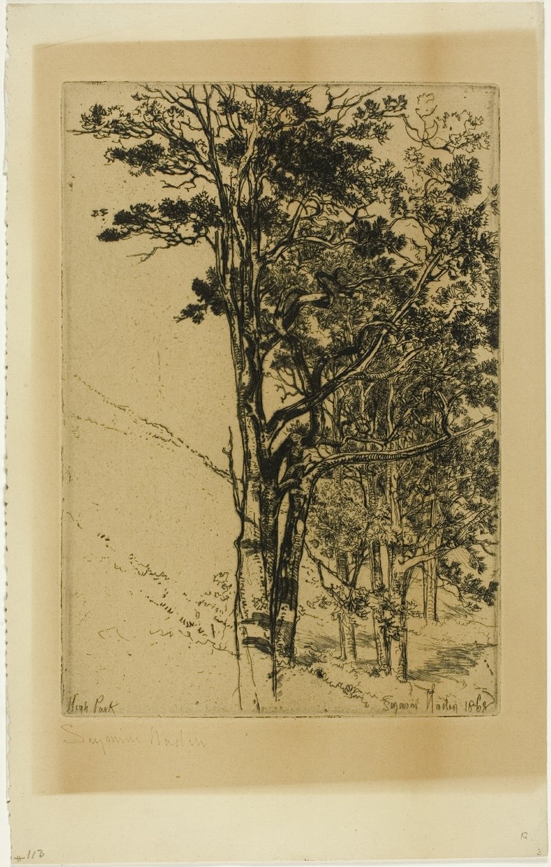Jedle (studie) od Francis Seymour Haden