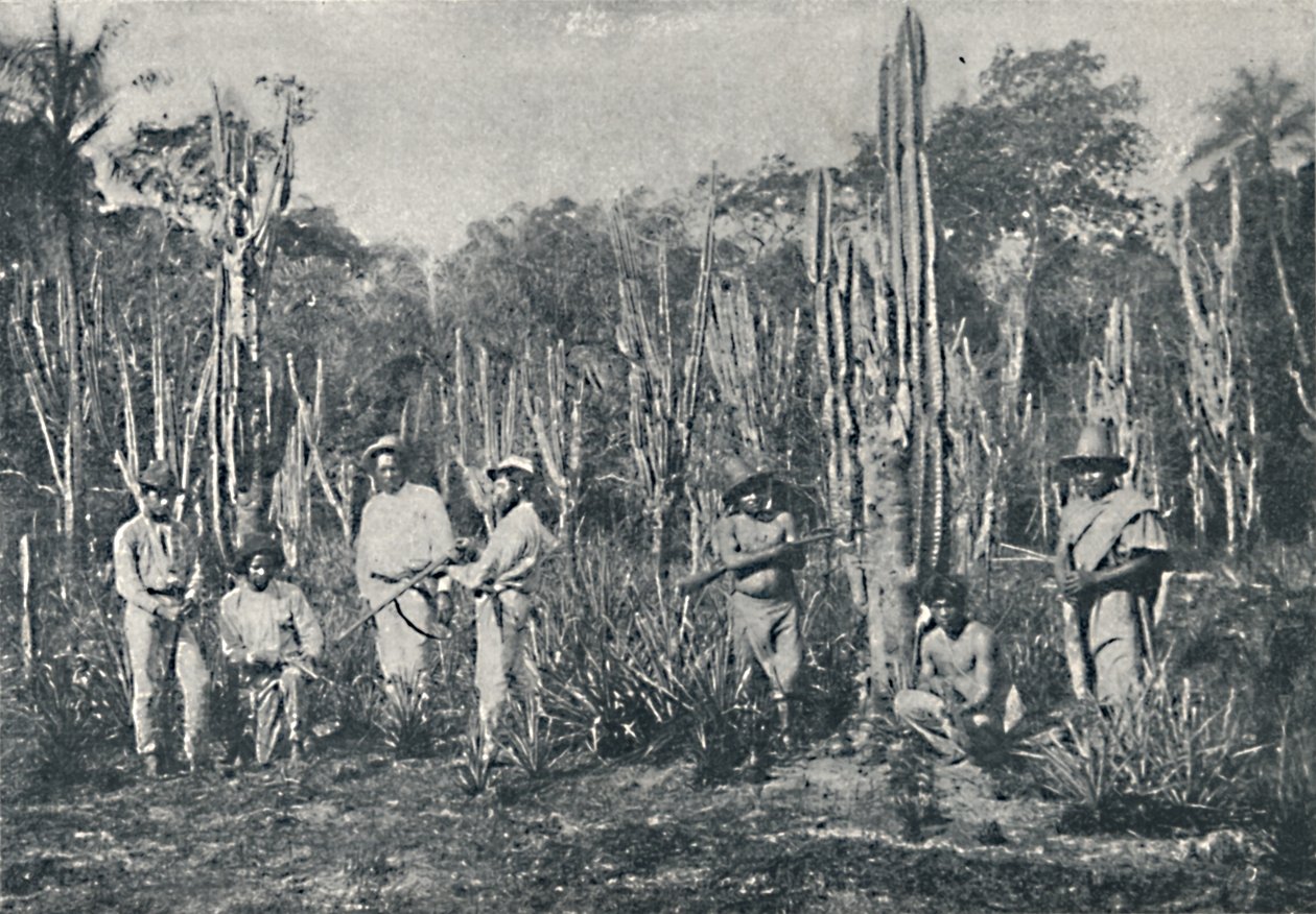 Fields, 1895 od Francisco Henszler