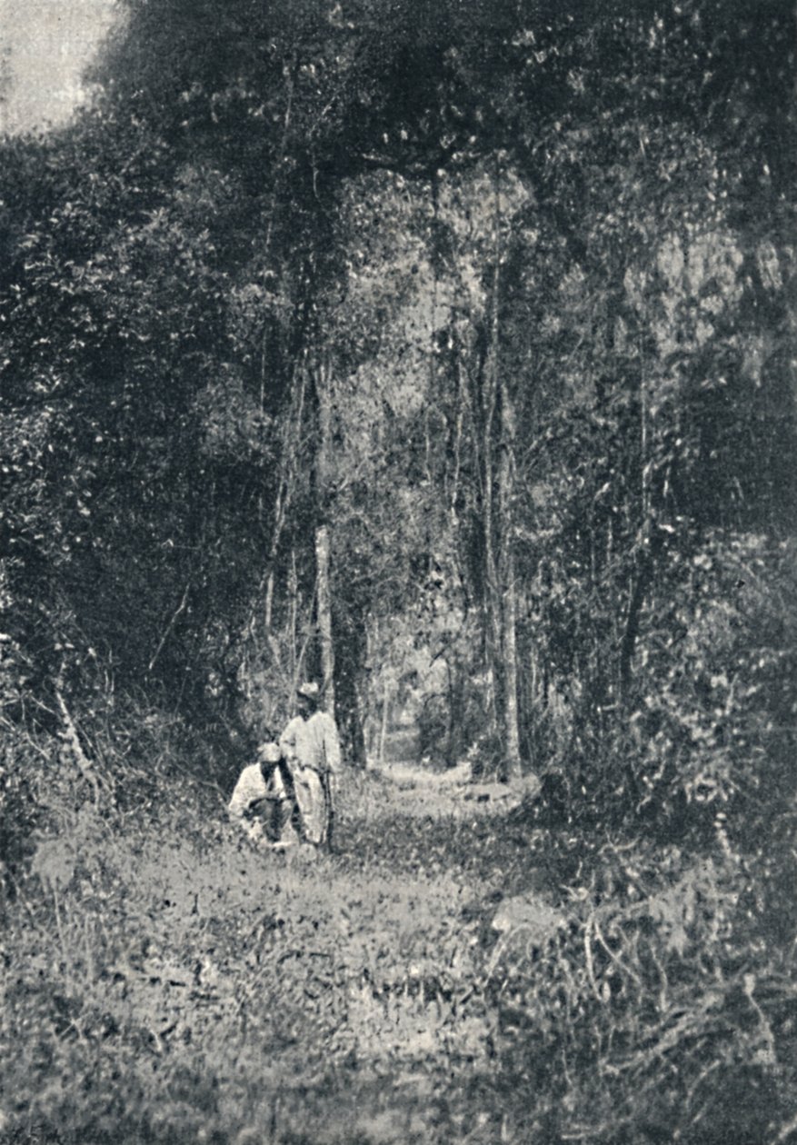 Alto Parana Highway, 1895 od Francisco Henszler