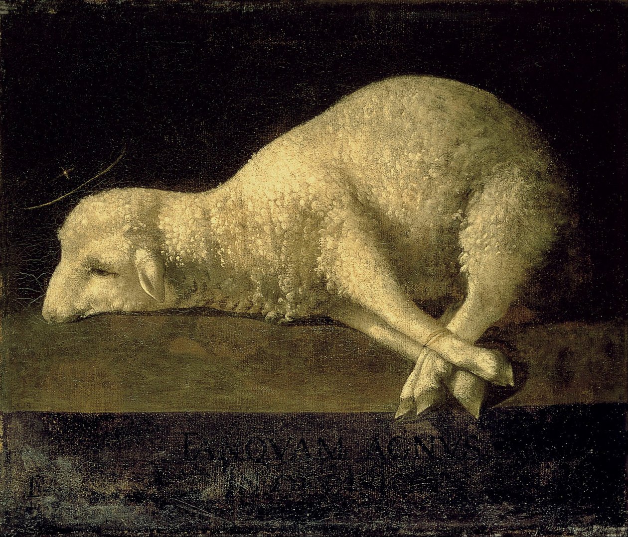 Agnus Dei od Francisco de Zurbaran