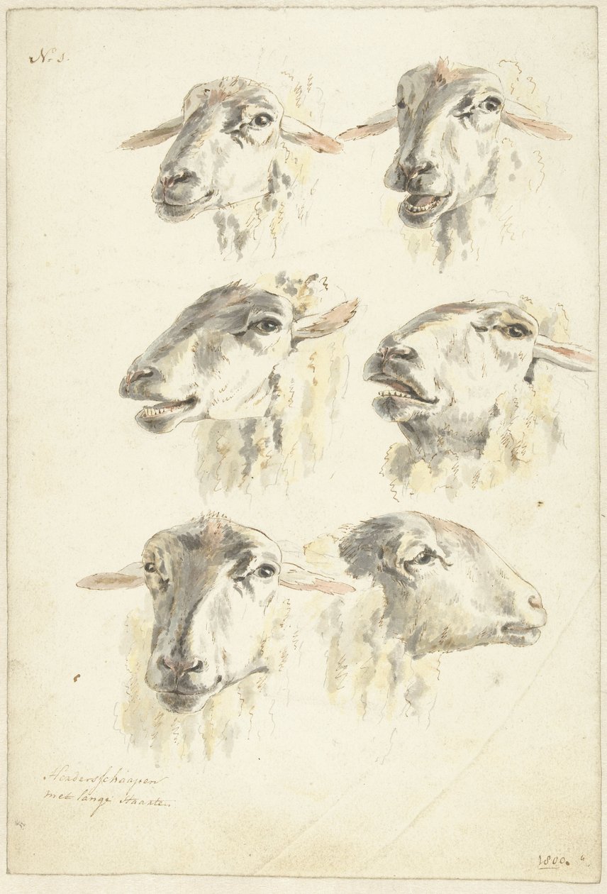 Studijní list se šesti ovčími hlavami od Franciscus Andreas Milatz (attributed to)
