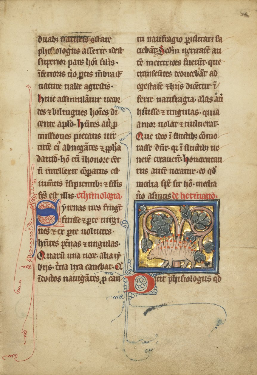 Ježek z bestiáře paní Ludwig XV 4, fol. 82, c.1280-1300 (tempera, pero a inkoust, plátkové zlato a barva na pergamenu) od Franco Flemish School