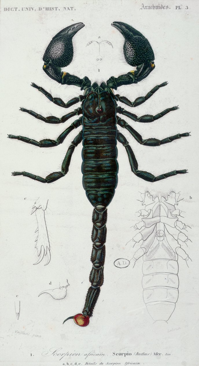 African Scorpion (Scorpio) (barevné rytí) od Francois Le Vaillant