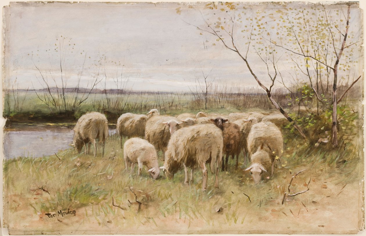 Ovce od Francois Pieter ter Meulen