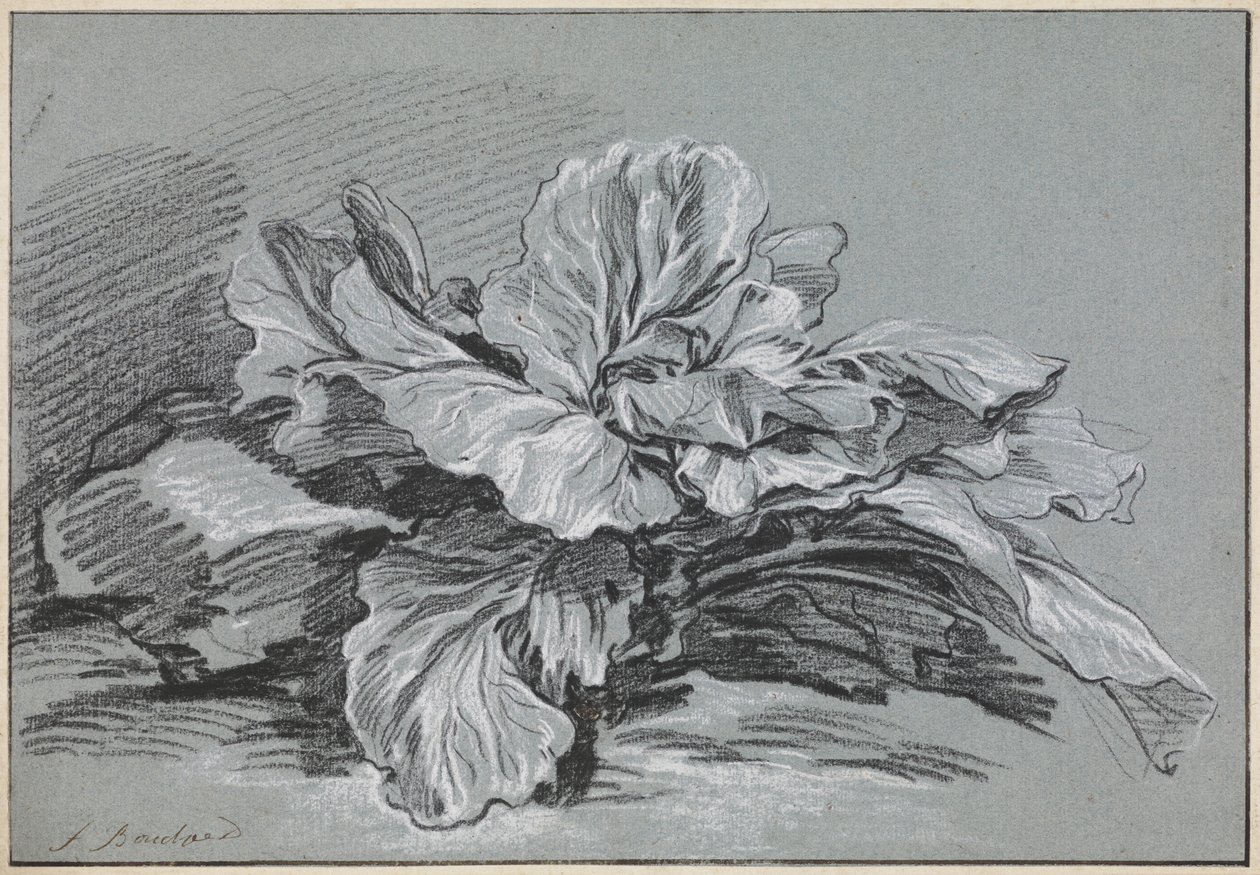 Studie zelí od François Boucher