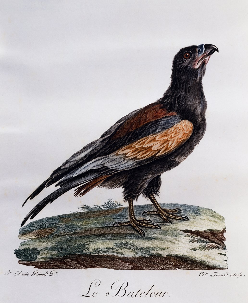 Dospělý Bateleur (Terathopius ecaudatus), rytina z Histoire Naturelle des Oiseaux d