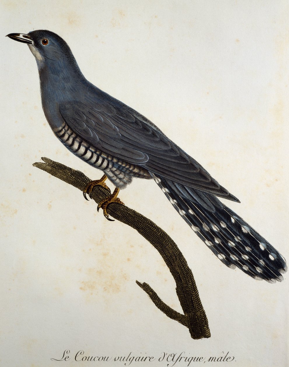 Africká kukačka (Cuculus gularis), rytina z Histoire Naturelle des Oiseaux d