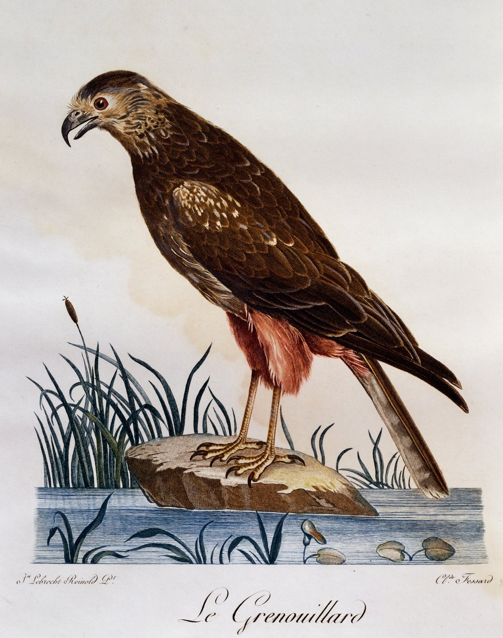 African Marsh Harrier (Circus ranivorus), rytina z Natural History of African Birds od Francois Le Vaillant