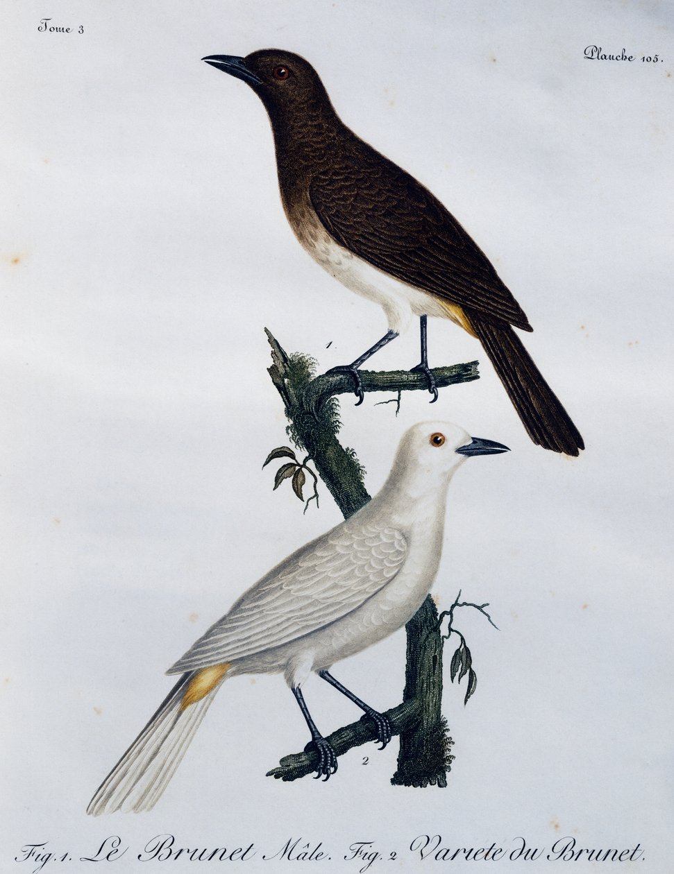 Africký červenooký bulbul (Pycnonotus nigricans), rytina z Histoire Naturelle des Oiseaux d