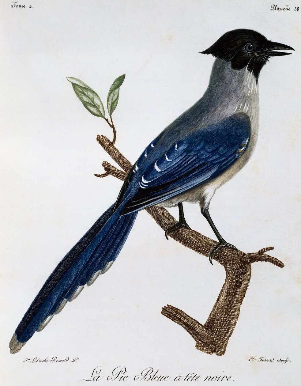 Azurově okřídlená straka (Cyanopica cyanus), rytina z Natural History of African Birds od Francois Le Vaillant