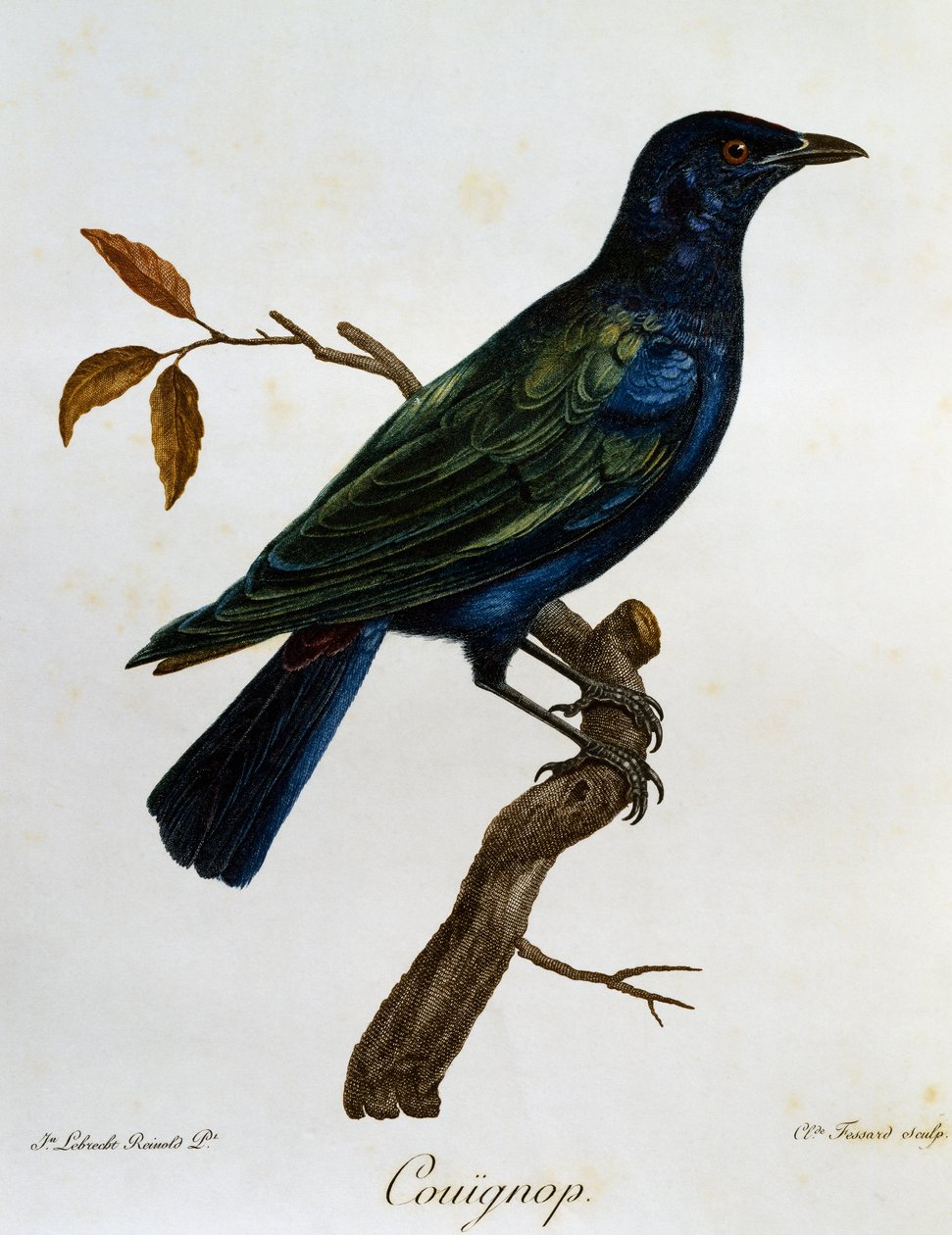 Starling černobřichý (Lamprotornis corruscus), rytina z Histoire Naturelle des Oiseaux d