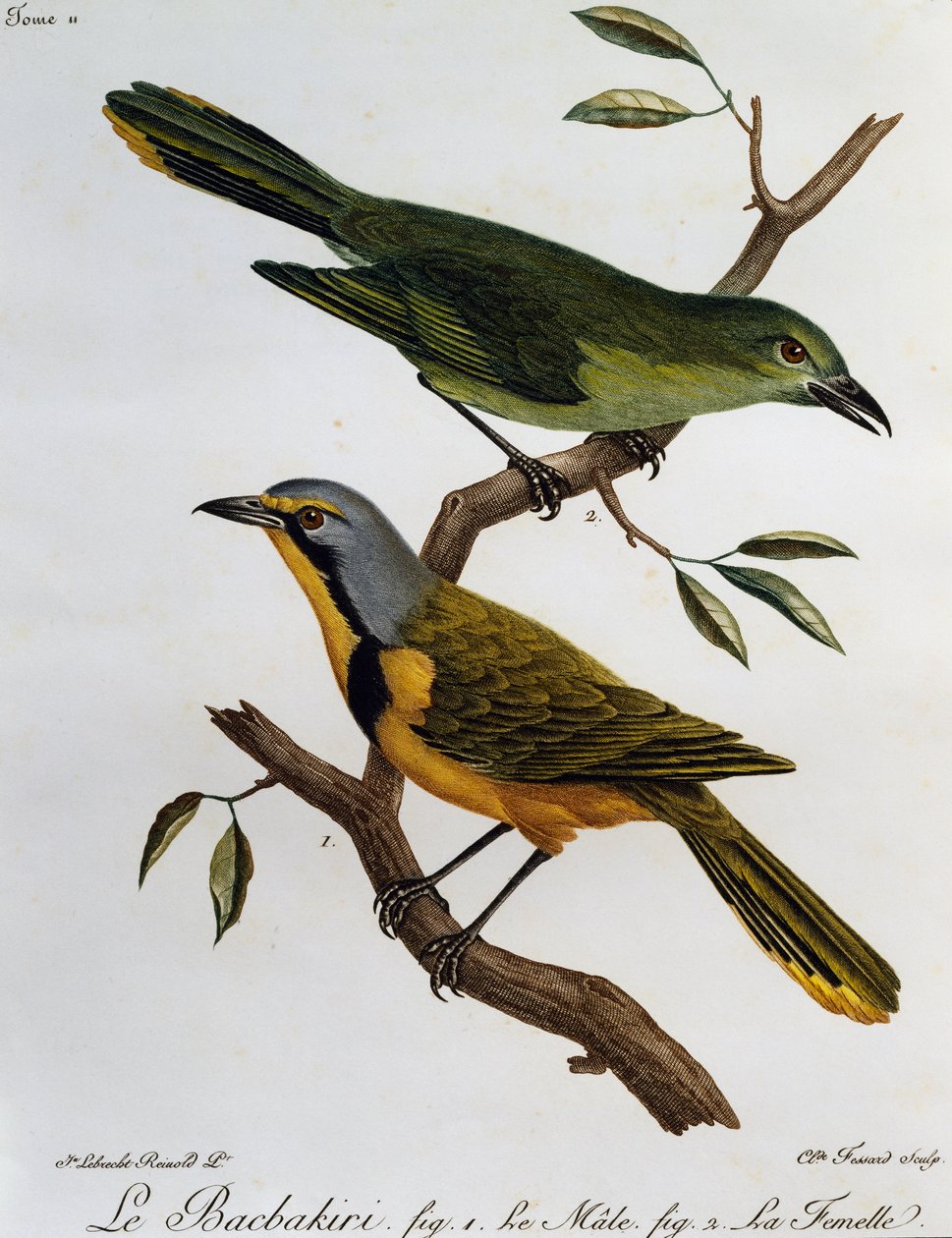 Bokmakierie Bushshrike (Telophorus zeylonus), rytina z Natural History of African Birds od Francois Le Vaillant