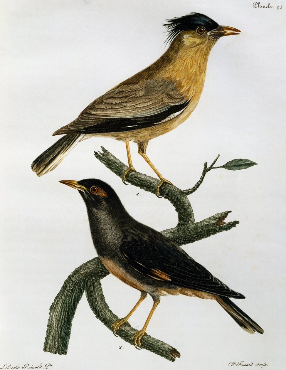 Brahminy Starling (Sturnus pagodarum) a níže Bank Myna (Acridotheres ginginianus), rytina z Histoire Naturelle des Oiseaux d