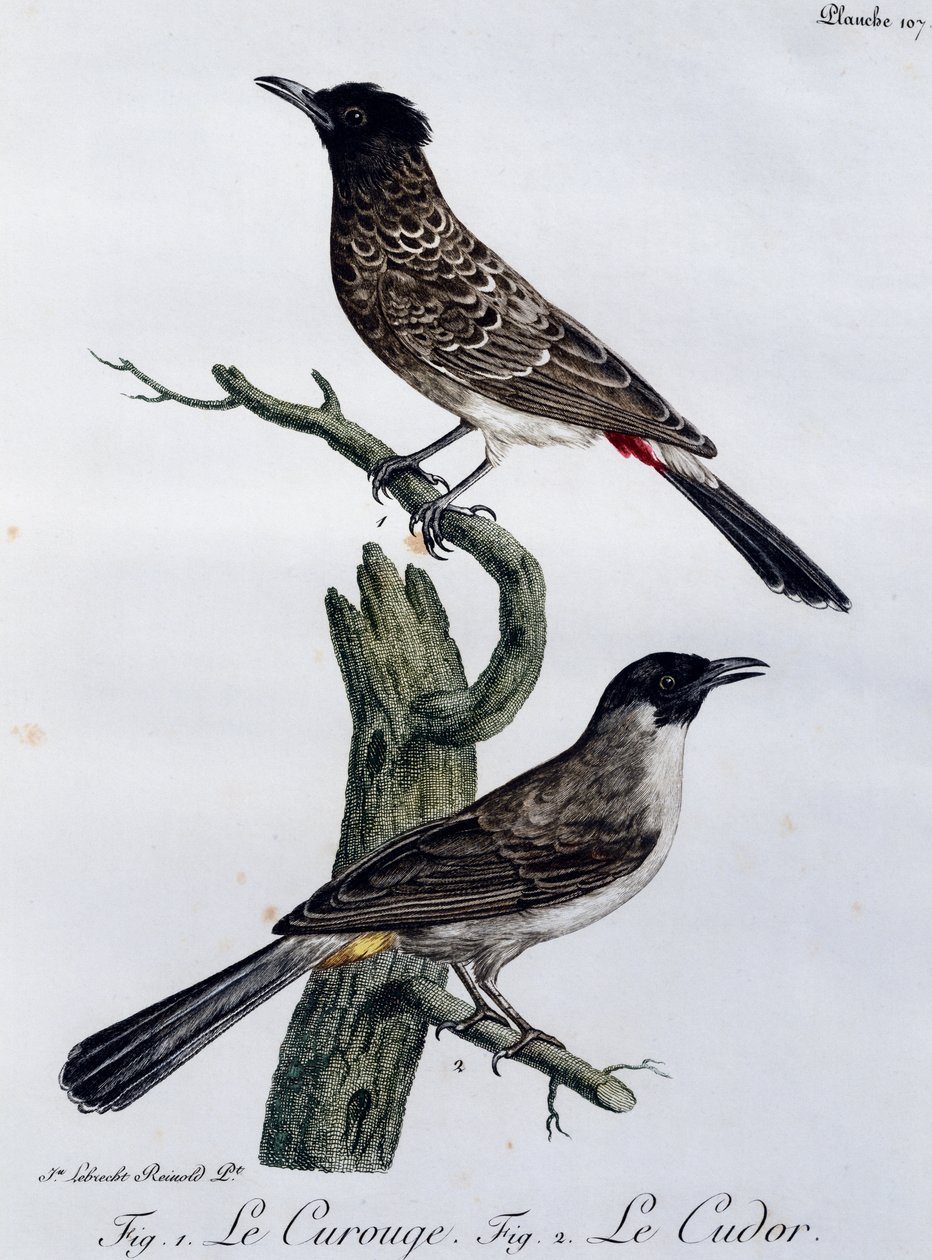 Mys Bulbul (Pycnonotus capensis) a níže Bulbul zahradní (Pycnonotus barbatus), rytina z Histoire Naturelle des Oiseaux d