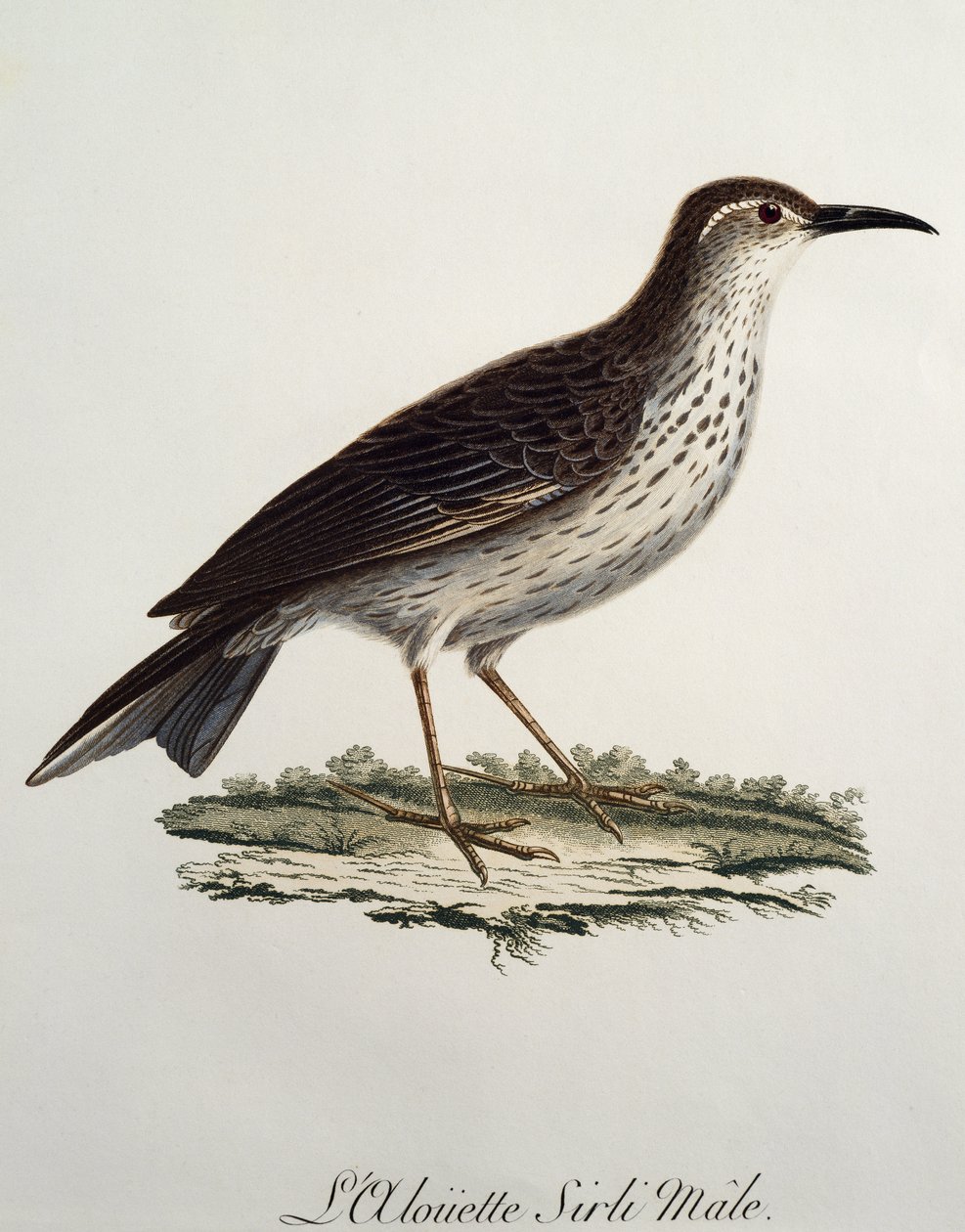 Muž Cape Longbill (Certhilauda curvirostris), rytina z Histoire Naturelle des Oiseaux d
