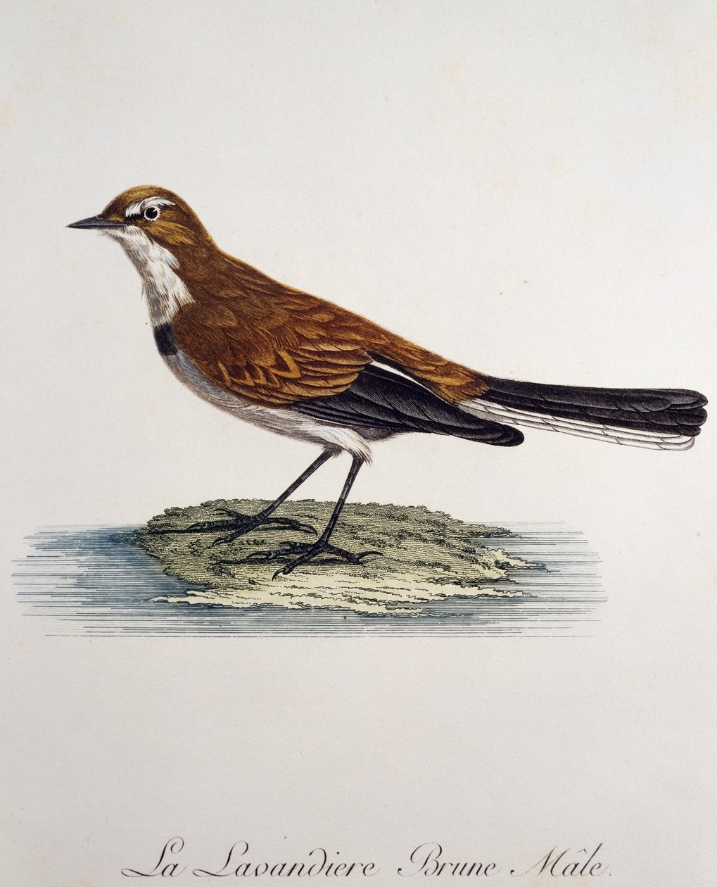 Konipas samec (Motacilla capensis), rytina z Histoire Naturelle des Oiseaux d